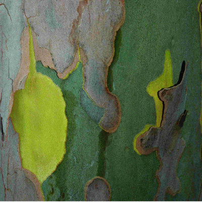 «Brown and Green Bark», reproduction sur toile tendue
