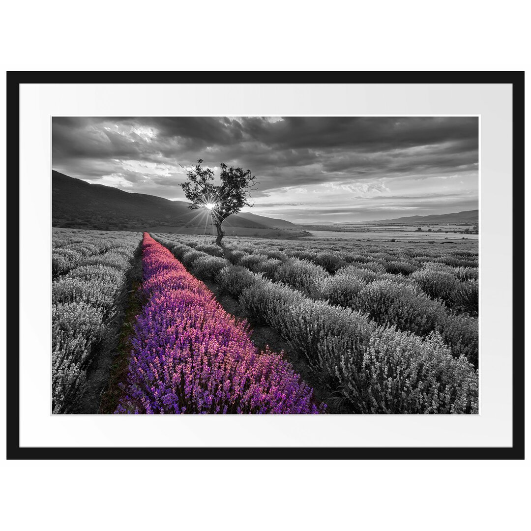 Lavendelfeld mit Baum Gerahmtes Fotokunstdruck Poster