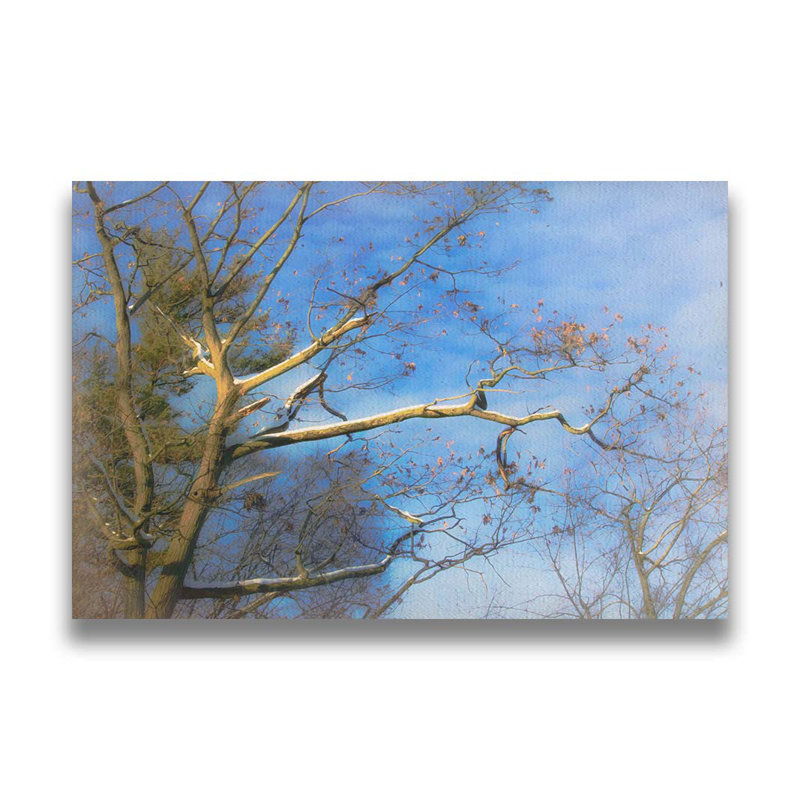 Arbre dans le ciel d'hiver par Hal Halli. Impression sur papier - Montée et encadrée avec de l'acrylique transparent
