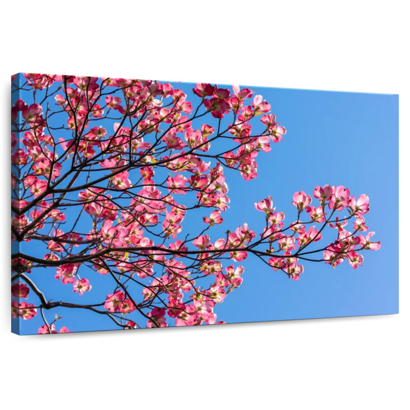 Harnek Pink Spring Dogwood