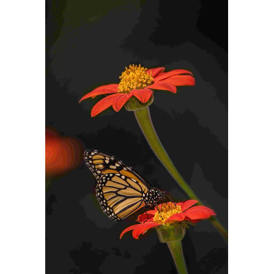 Portrait de papillon X