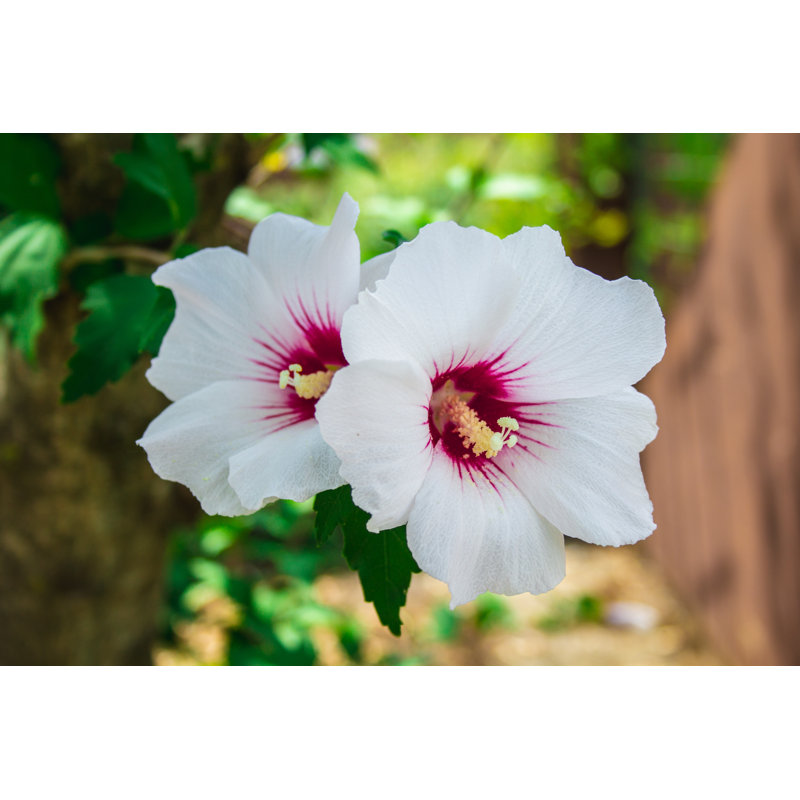 Hibiscus Syriacus (Red Heart) by Joppi - Wrapped Canvas Print, 51cm H x 76cm W
