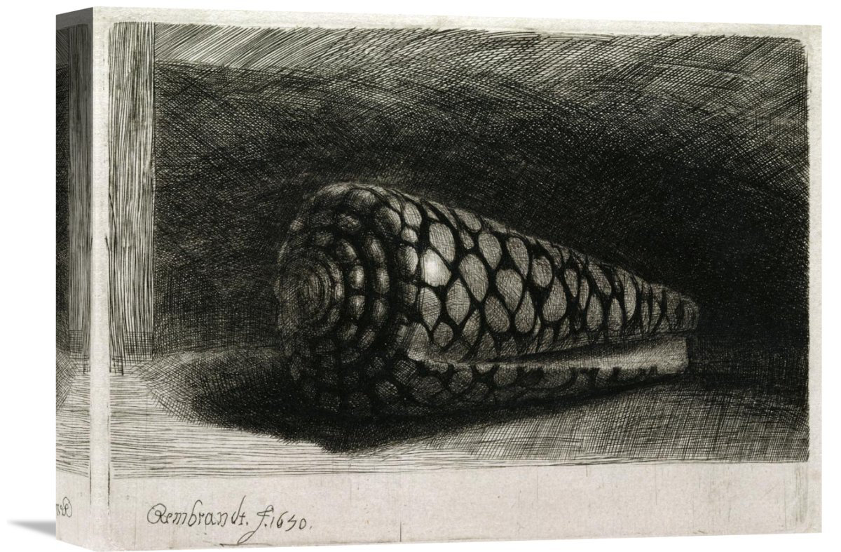 Vault W Artwork The Shell (Conus Marmoreus) by Rembrandt Van Rijn ...