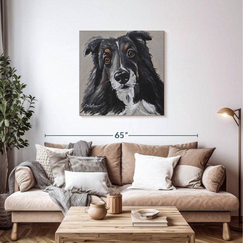 Sheltie de Brampt sur fond gris, H 36 po x l 36 po
