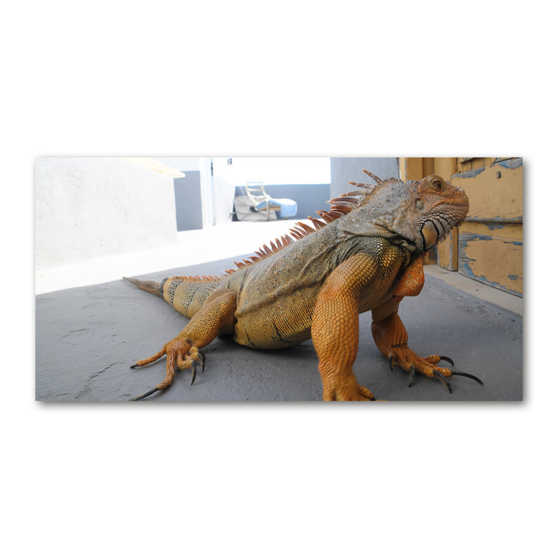 Iguana - No Frame Print on Canvas