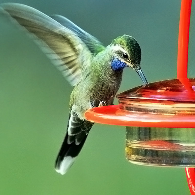 Dieball Hanging Hummingbird Feeder, Red