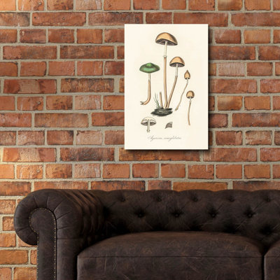 Epic Art 'Agaricus Semiglobatus'  by Art Licensing Studio Acrylic Glass Wall Art, 16" x 24"