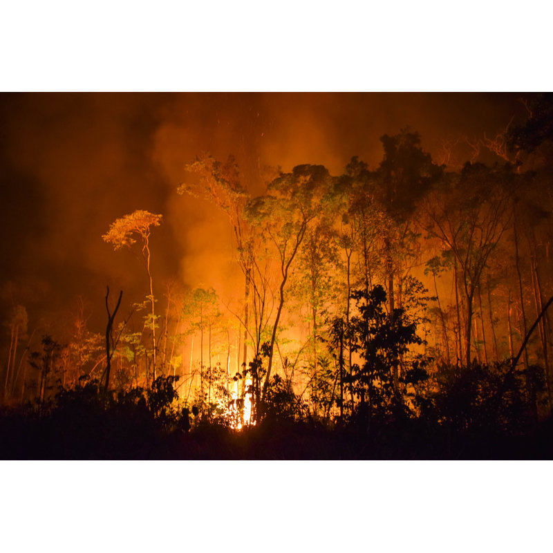 Burned In The Amazon - Wrapped Canvas Print, 30cm H x 46cm W