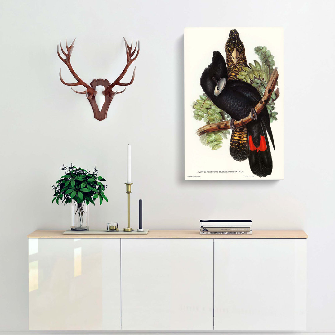 Great-Billed Black Cockatoos by Elizabeth Gould - Wrapped Canvas
