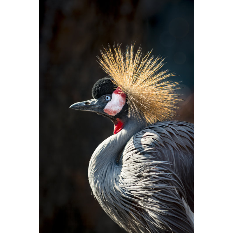 Grey Crowned Crane Portrait by Zocha_K - Wrapped Canvas Print, 91cm H x 61cm W x 3.8cm D