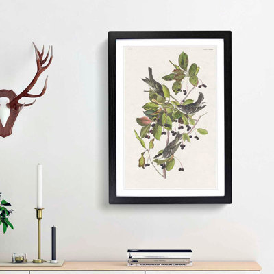Black-Poll Warbler Birds by John James Audubon - Picture Frame Art Print