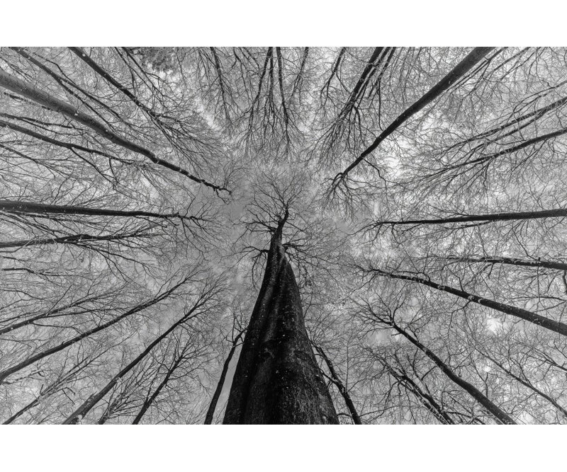 Wrapped Canvas Print, 50.8cm H x 76.2cm W