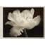 «White Tulip II» par Cora Niele - reproduction de photo sur toile-31382949