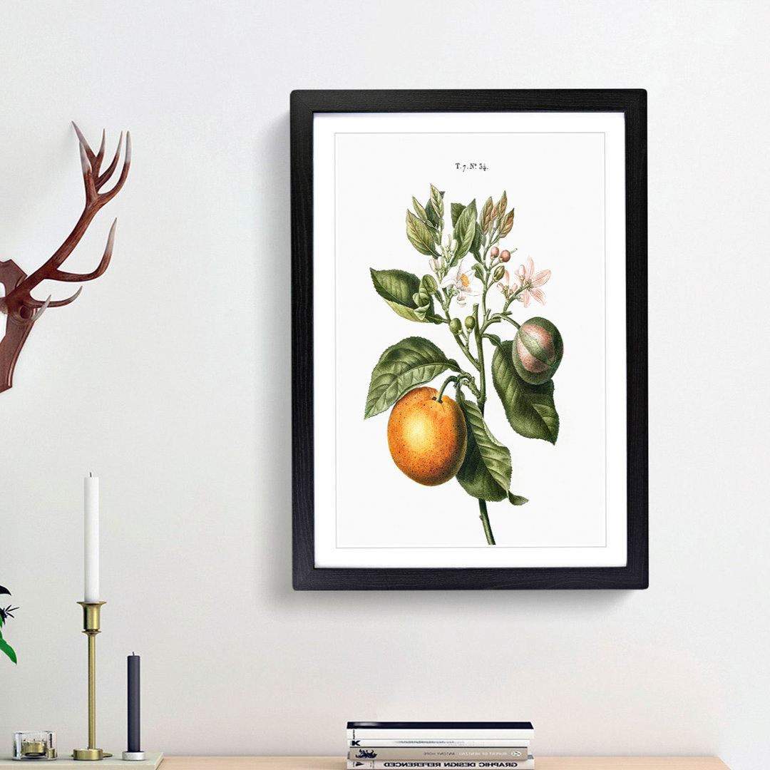 Bitter Orange Tree with Flowers by Pierre-Joseph Redoute - Picture Frame Art Print