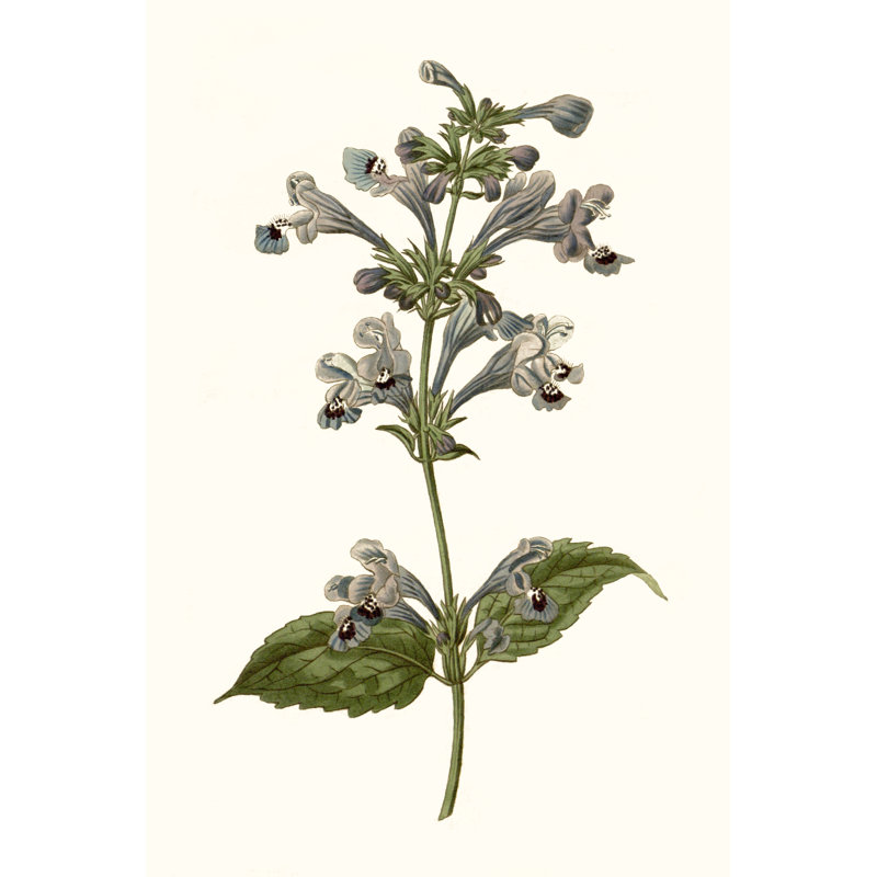 Soft Blue Botanicals III - Wrapped Canvas Graphic Art, 76 cm H x 51 cm W, Wrapped Canvas