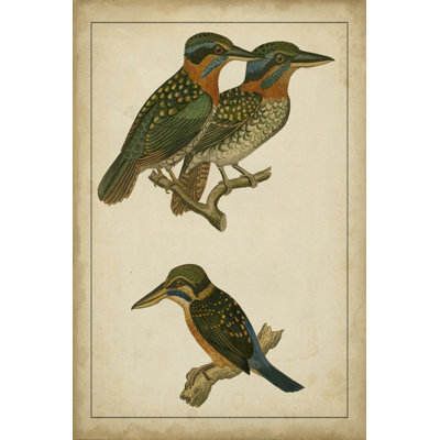 Vintage Kingfishers III - Wrapped Canvas Art Prints