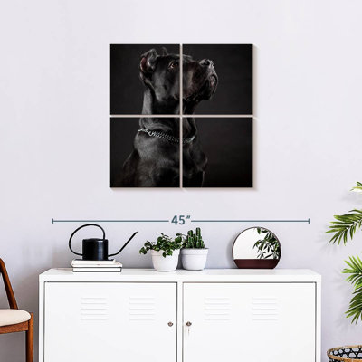 Cane Corso Dignifié