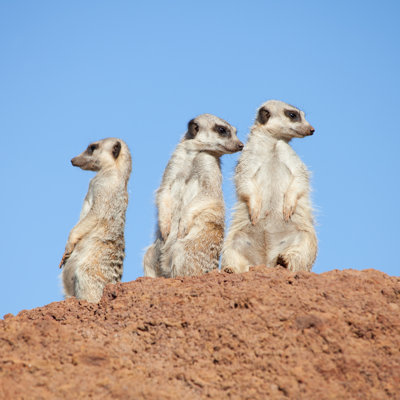 Dequanta Three Suricates par Tamara Kulikova