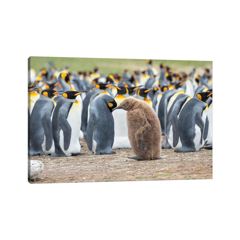 Chick In Brown Plumage. King Penguin On Falkland Islands. by Martin Zwick - Wrapped Canvas Print