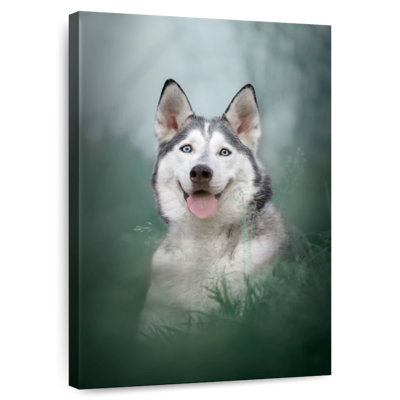 Husky On Grass