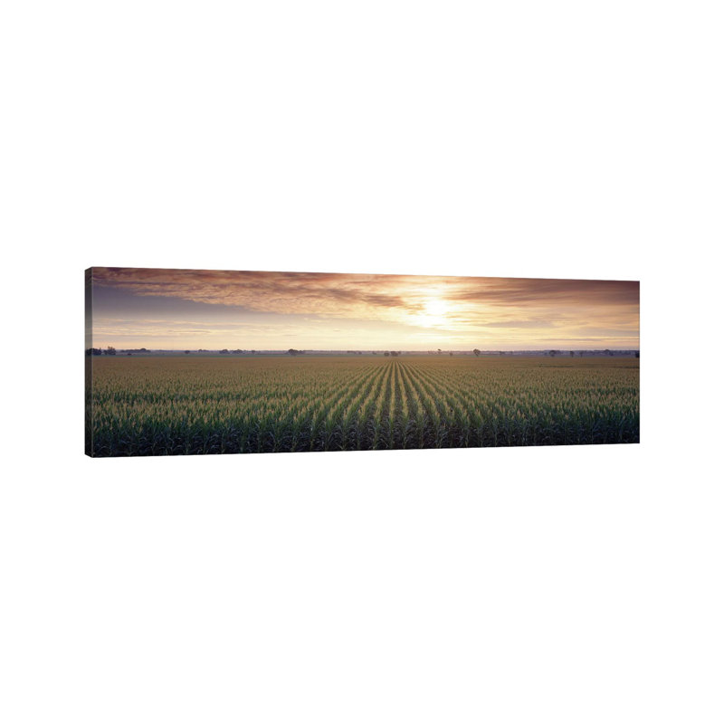 View of Corn Field at Sunrise, Sacramento, California, USA 1 Piece Wrapped Canvas Panoramic Wall Art