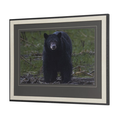 «Grizzly Bear» par Chad Mackay, reproduction d'art encadrée à la main avec passe-partout