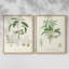 Impression encadrée botanique antique I-Premium - prête à être accrochée - aucun clou requis-615297004-615297005
