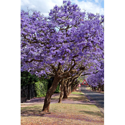 Jacaranda Trees - Photographie sur toile tendue