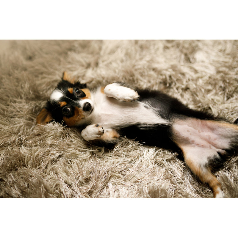 Chihuahua qui demande des massages de Capuski, H 8 po x l 12 po