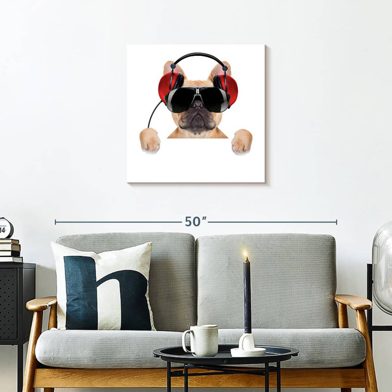 Bouledogue français Bramoph audiophile