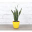 Live Zeylancia Snake Plant