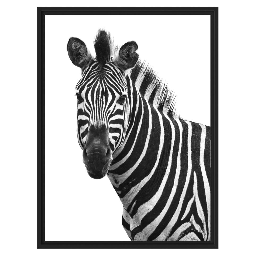 Gerahmter Fotodruck Portrait of a Zebra