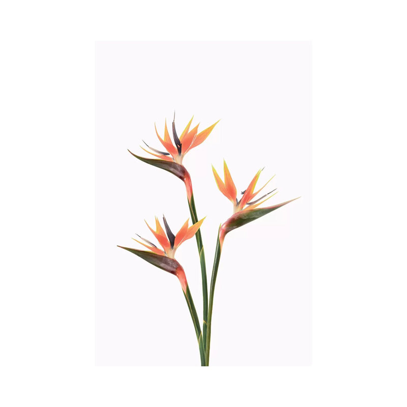 Birds Of Paradise by Sisi & Seb - Gallery-Wrapped Canvas Giclée on Canvas, Canvas, 20.32 cm H x 30.48 cm W