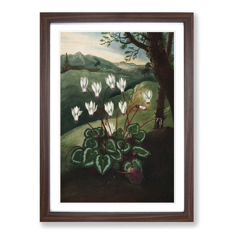 The Persian Cyclamen by R.J. Thornton - Picture Frame Painting Print, Walnut Framed, 65cm H x 48cm W x 2cm D