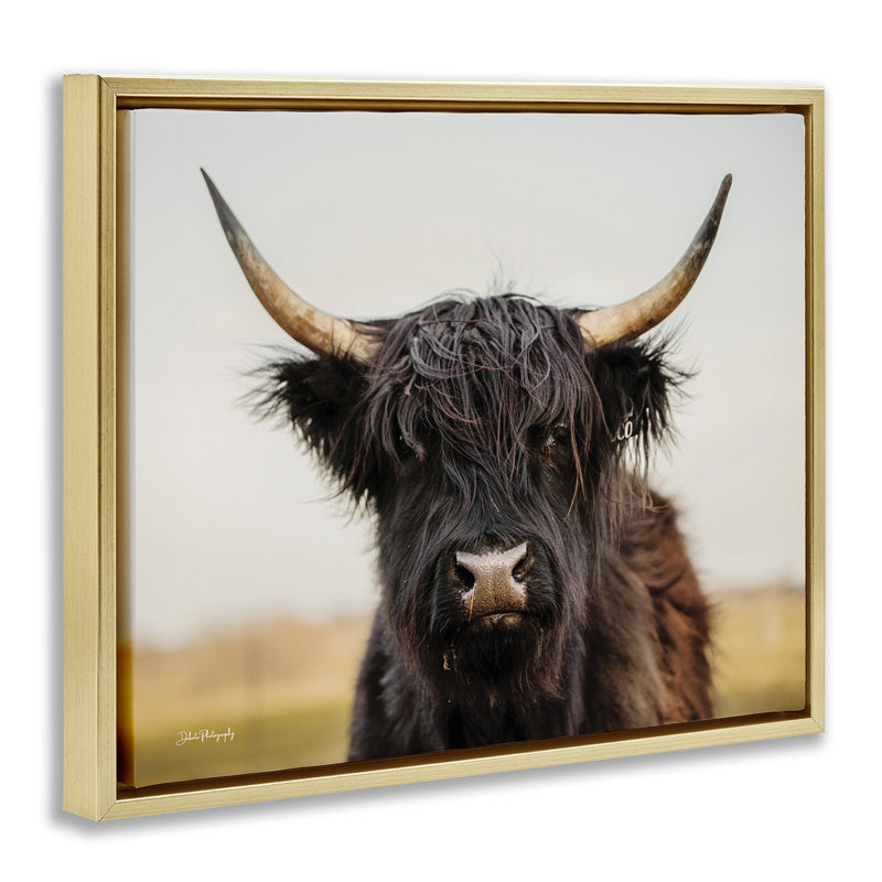 Portrait de vache Highland, Cadre flottant métallique doré, H 17 po x l 21 po