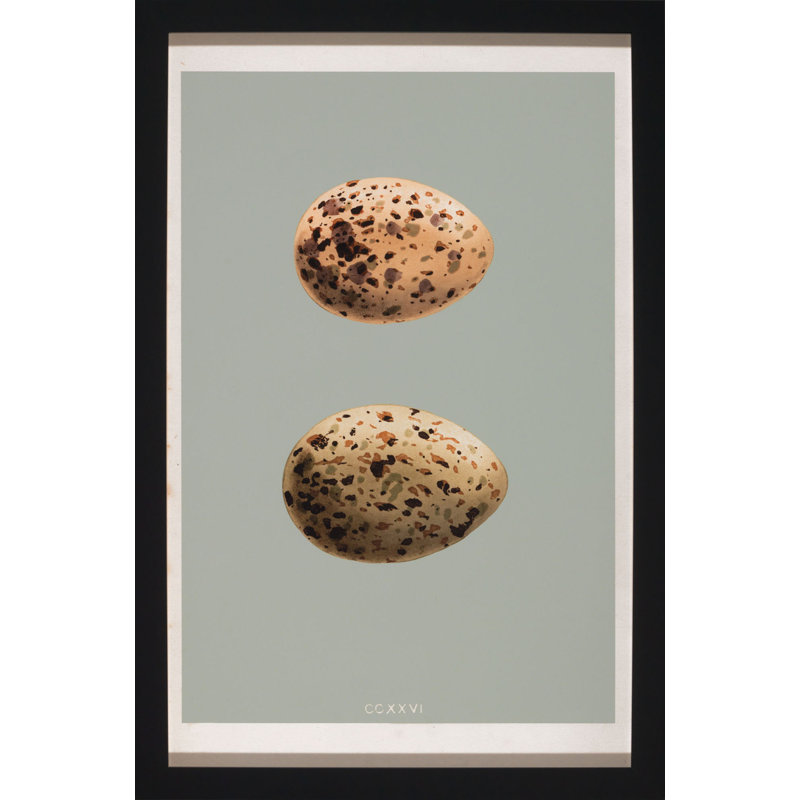 Classic Egg Study 6 Framed Graphic Art