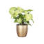 Live White Butterfly Plant in Classic Pot-114976334-114976335
