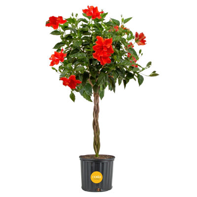 Costa Farms Indoor Hibiscus Braid Grower's Choice Color House Plant in 10-inch Grow Pot