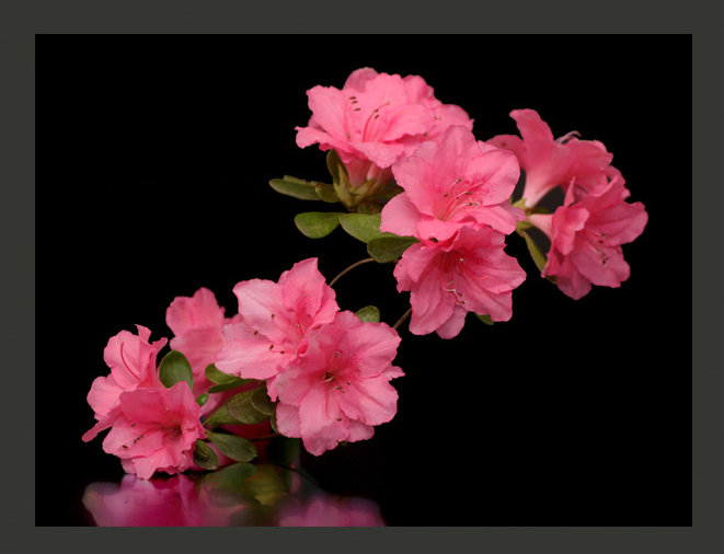 Azalea in Black 2.7m x 350cm Wallpaper, 200 cm x 154 cm