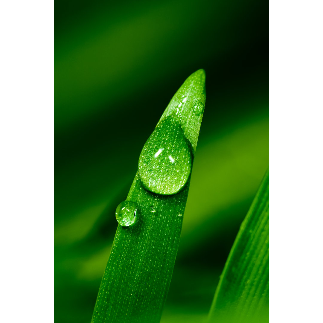 Blade Of Grass von Pawel.gaul - Druck ohne Rahmen auf Leinwand