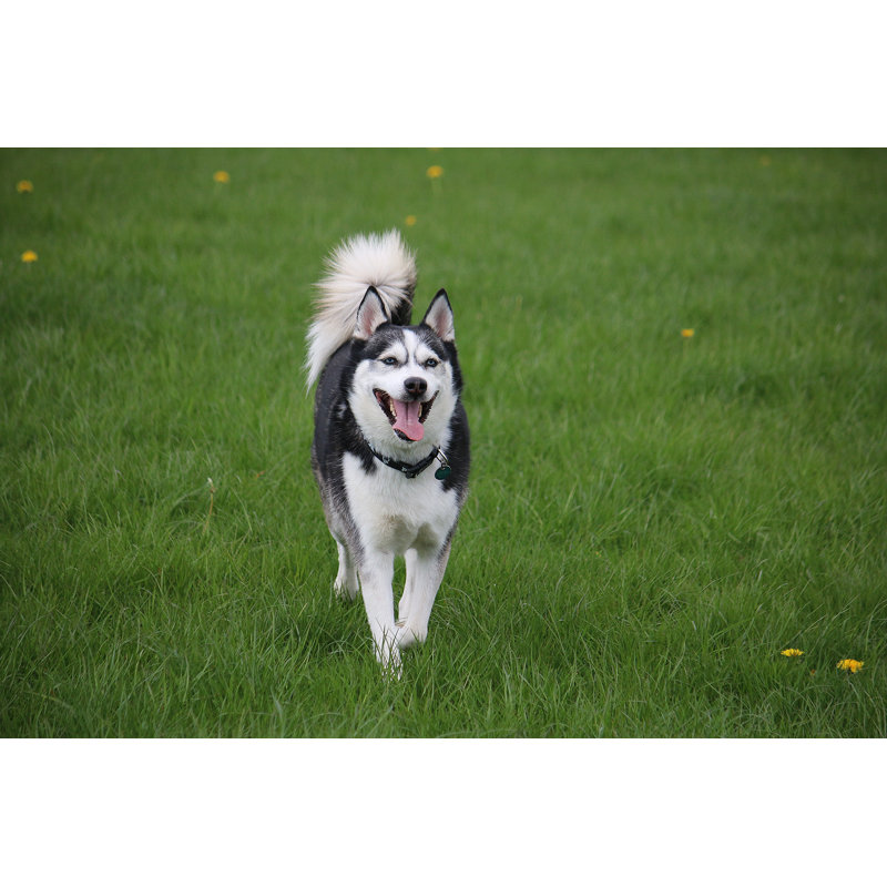 " Husky Dog " by Biancagrueneberg, 12" W x 8" H