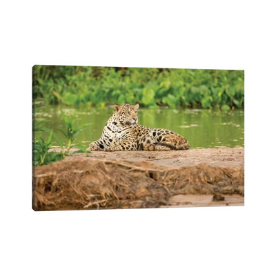 Jaguar Resting On A Sandbar Along The Cuiaba River II, Pantanal Conservation Area, Brazil by Janet Horton - Wrapped Canvas Print