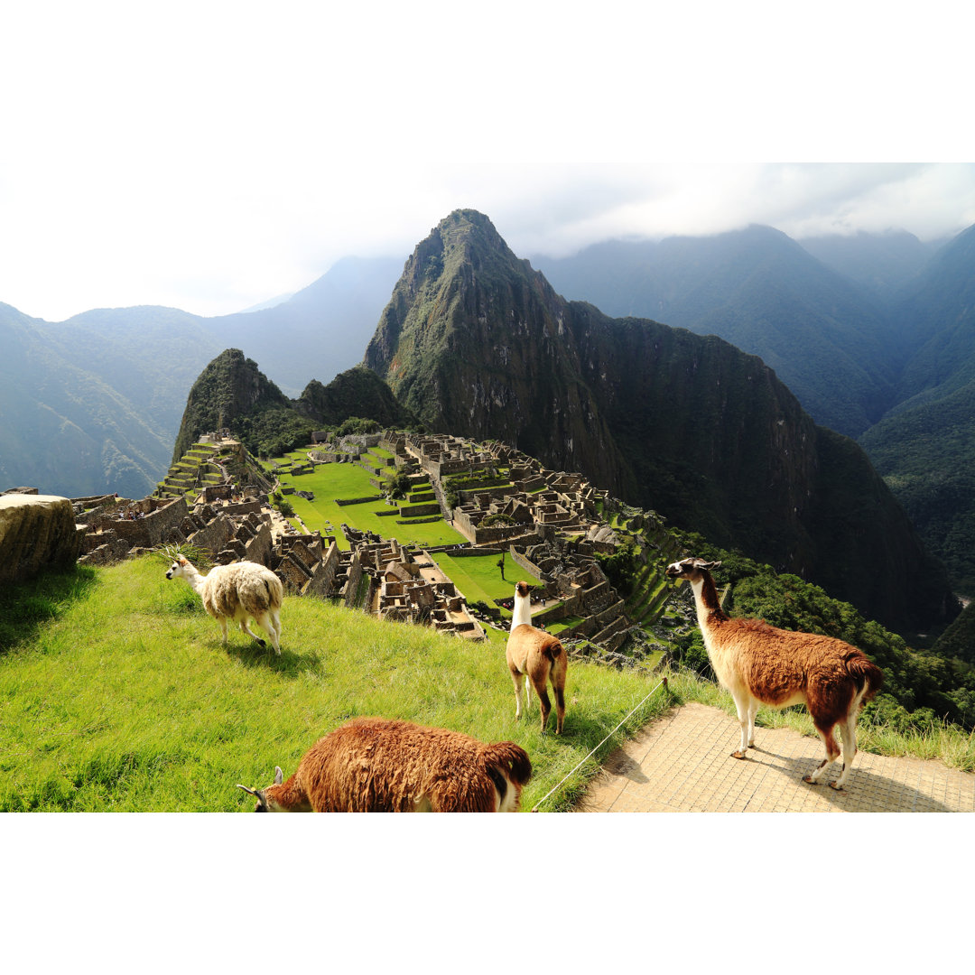 Leinwandbild Llama at Machu Picchu, Peru von Padchas