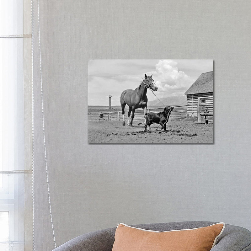 1950s-1960s Black Dog Leading Horse By Holding Rope Halter In His Mouth - Wrapped Canvas Print
