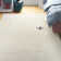 Calvo Ivory/Off-White Area Rug
