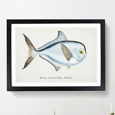 Illustration of a Rays Bream Fish by F.E. Clarke - Picture Frame Graphic Art Print