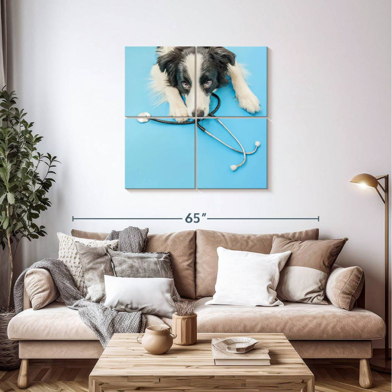 Brampt Dog Doctor