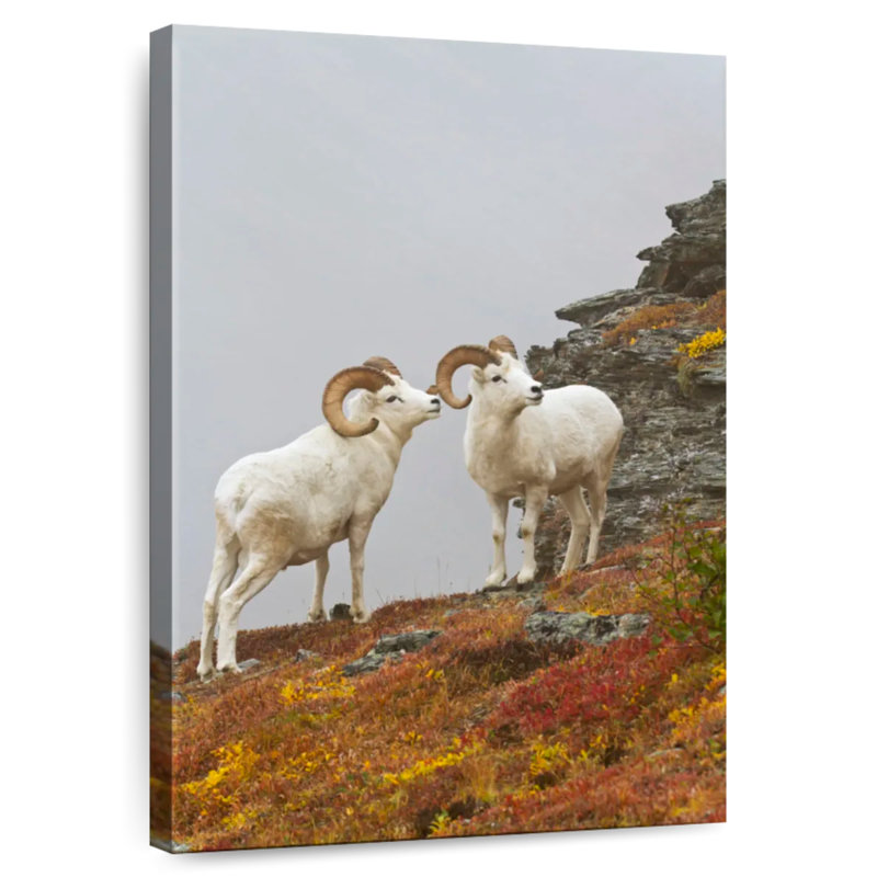 Mouflon blanc, H 45 po x l 30 po