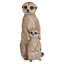 Surmeerkat mère et bébé