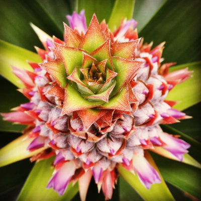 Pineapple Passion - Wrapped Canvas Print